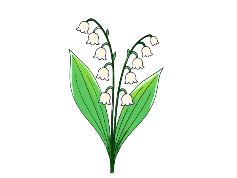 無料イラスト素材・紫陽花・ライラックの花の手書きイラスト(挿絵/壁紙) 6 スズランイラスト