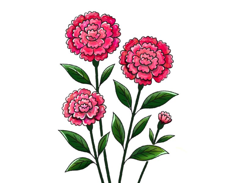 無料イラスト素材・紫陽花・ライラックの花の手書きイラスト(挿絵/壁紙) 4 カーネーションイラスト