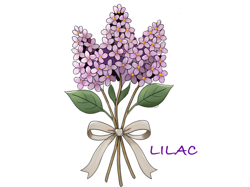 無料イラスト素材・紫陽花・ライラックの花の手書きイラスト(挿絵/壁紙) 3 ライラックの花束