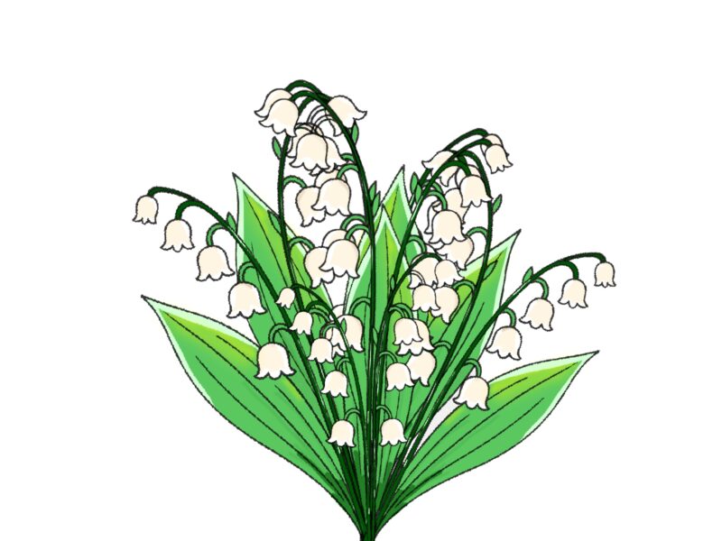 無料イラスト素材・紫陽花・ライラックの花の手書きイラスト(挿絵/壁紙) 5 スズランイラスト