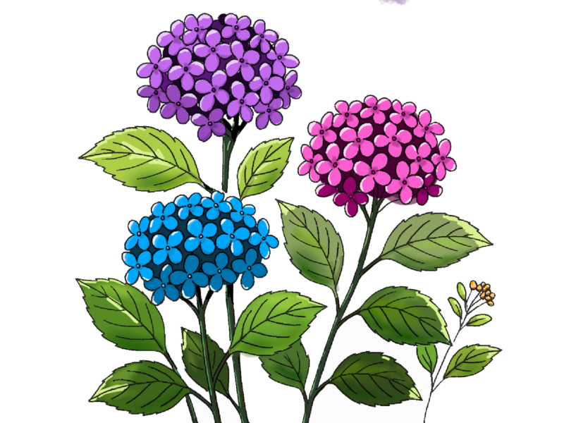 無料イラスト素材・紫陽花・ライラックの花の手書きイラスト(挿絵/壁紙) 8 アジサイの花PNG