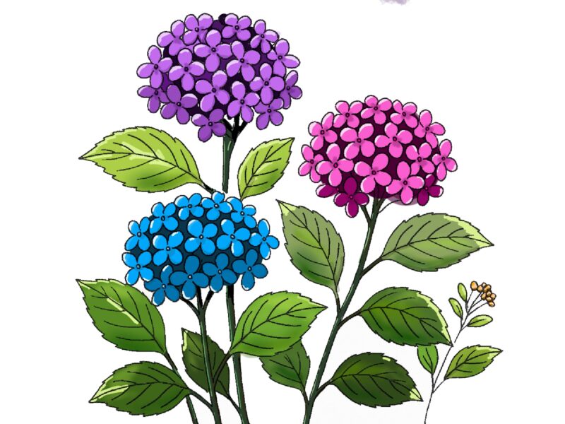 無料イラスト素材・紫陽花・ライラックの花の手書きイラスト(挿絵/壁紙) 7 アジサイの花JPEG